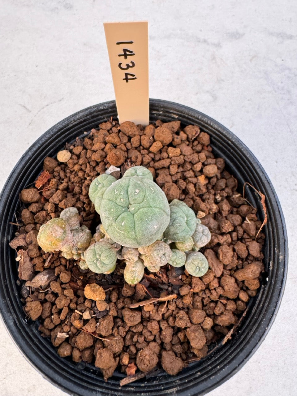 Lophophora williamsii – Peyote Cactus (6–7 cm, Own Root)