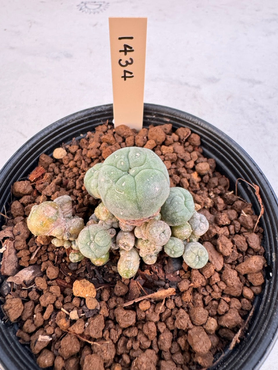 Lophophora williamsii – Peyote Cactus (6–7 cm, Own Root)