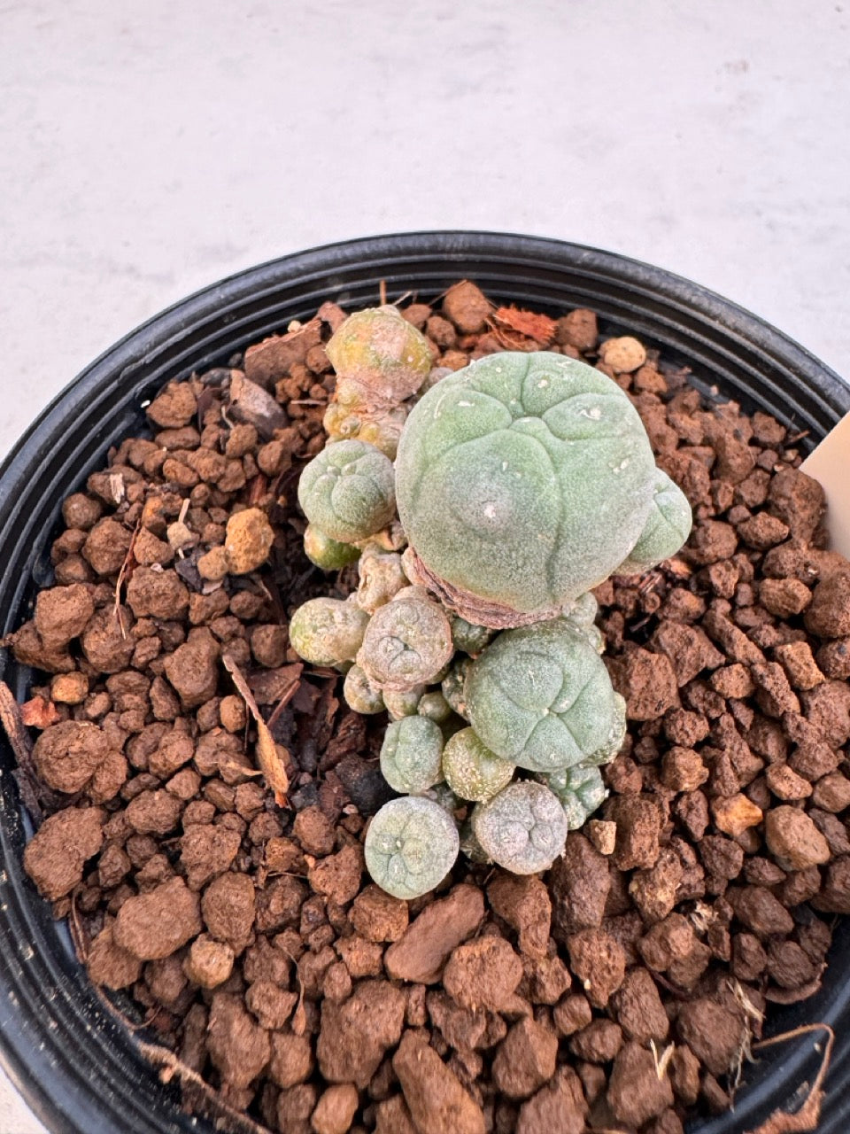 Lophophora williamsii – Peyote Cactus (6–7 cm, Own Root)
