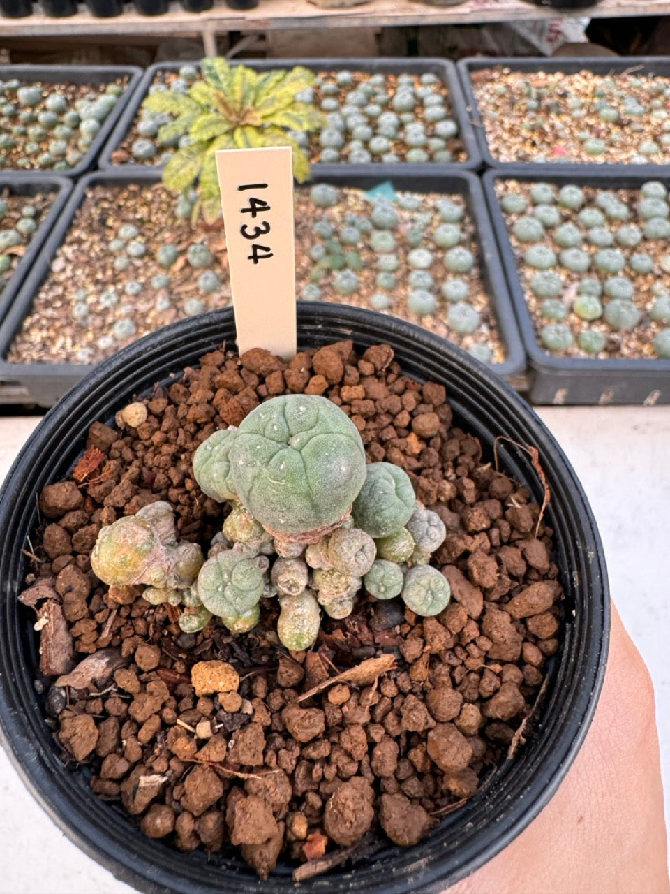 Lophophora williamsii – Peyote Cactus (6–7 cm, Own Root)