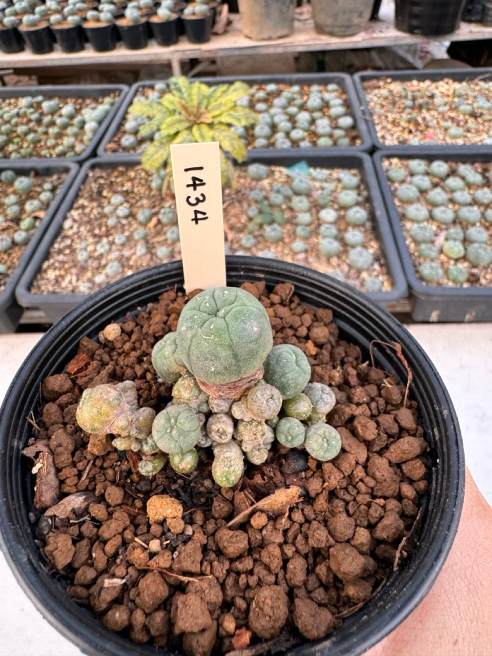 Lophophora williamsii – Peyote Cactus (6–7 cm, Own Root)