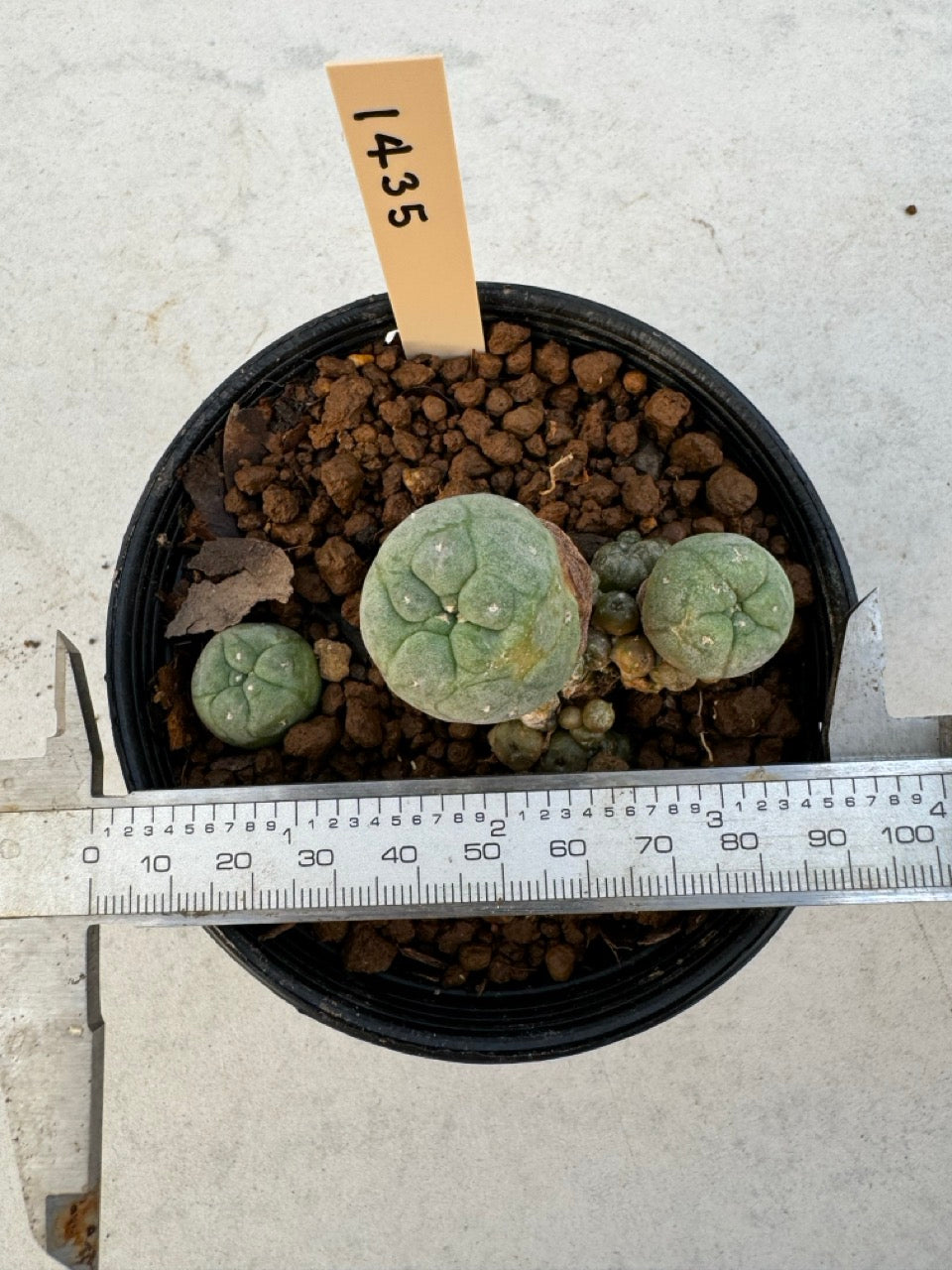 Lophophora williamsii – Peyote Cactus (6–7 cm, Own Root)