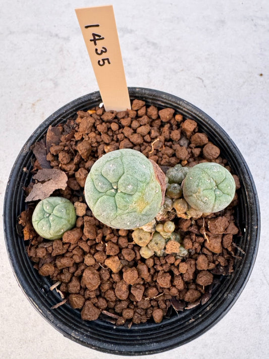 Lophophora williamsii – Peyote Cactus (6–7 cm, Own Root)
