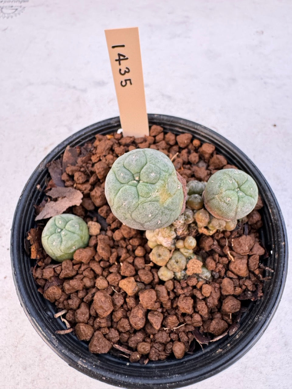 Lophophora williamsii – Peyote Cactus (6–7 cm, Own Root)