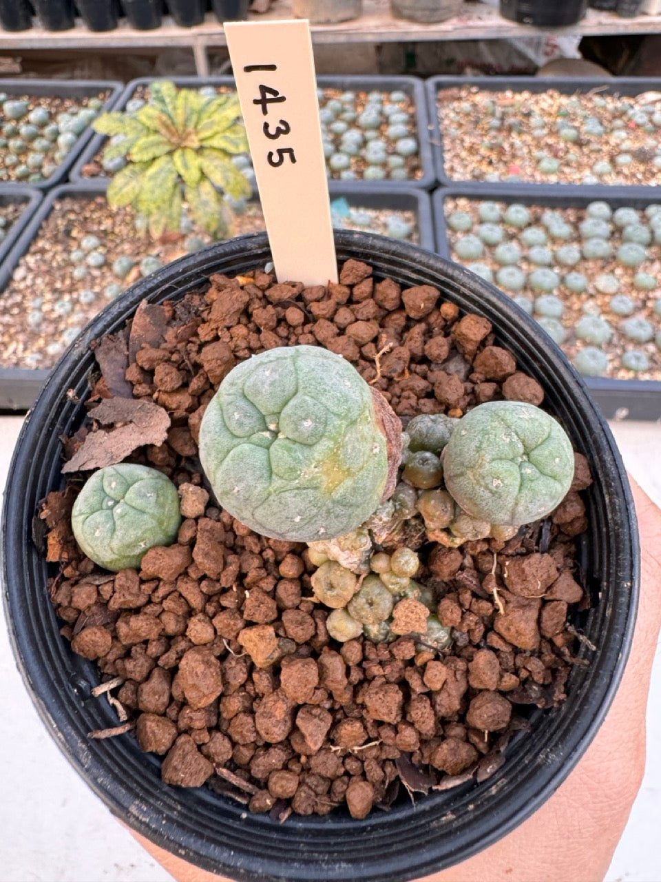 Lophophora williamsii – Peyote Cactus (6–7 cm, Own Root)