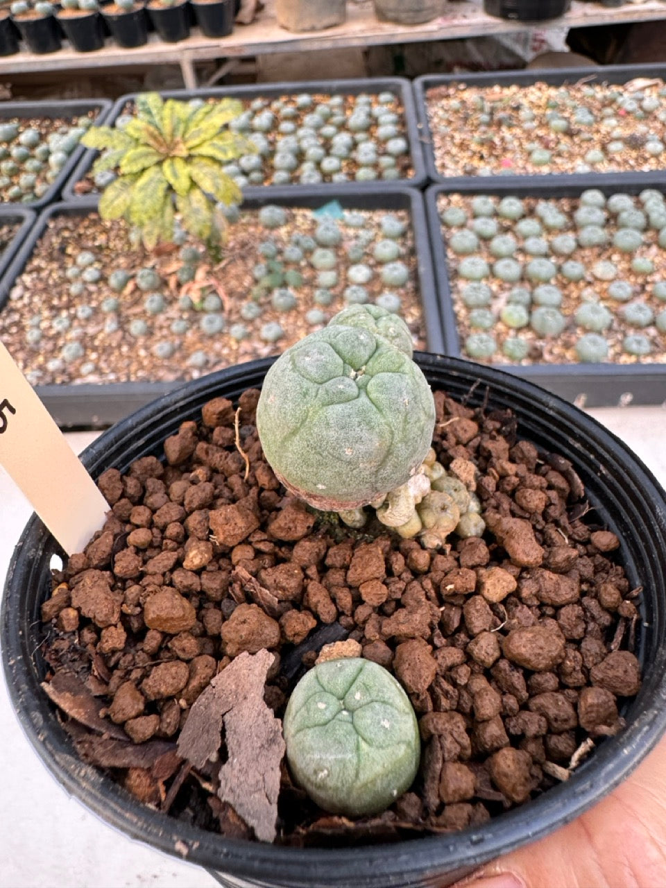 Lophophora williamsii – Peyote Cactus (6–7 cm, Own Root)