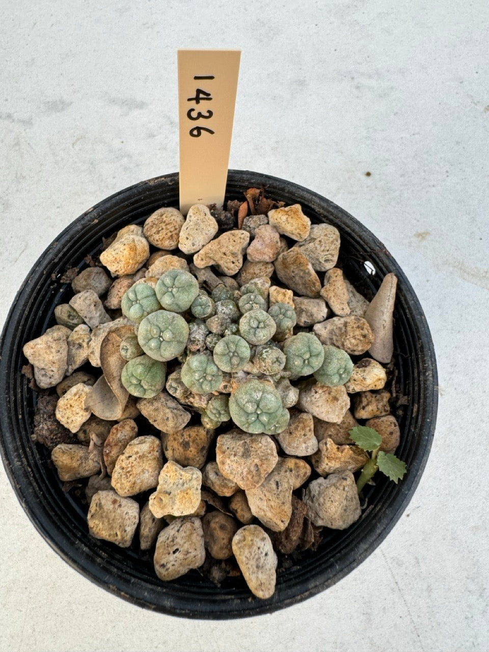 Lophophora williamsii – Peyote Cactus (6–7 cm, Own Root)