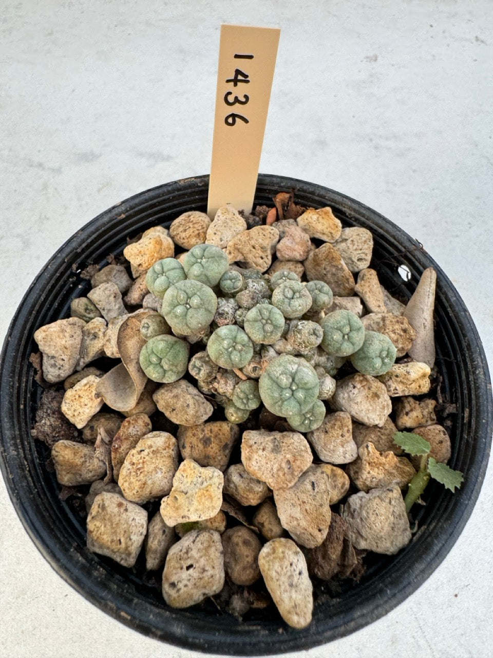 Lophophora williamsii – Peyote Cactus (6–7 cm, Own Root)