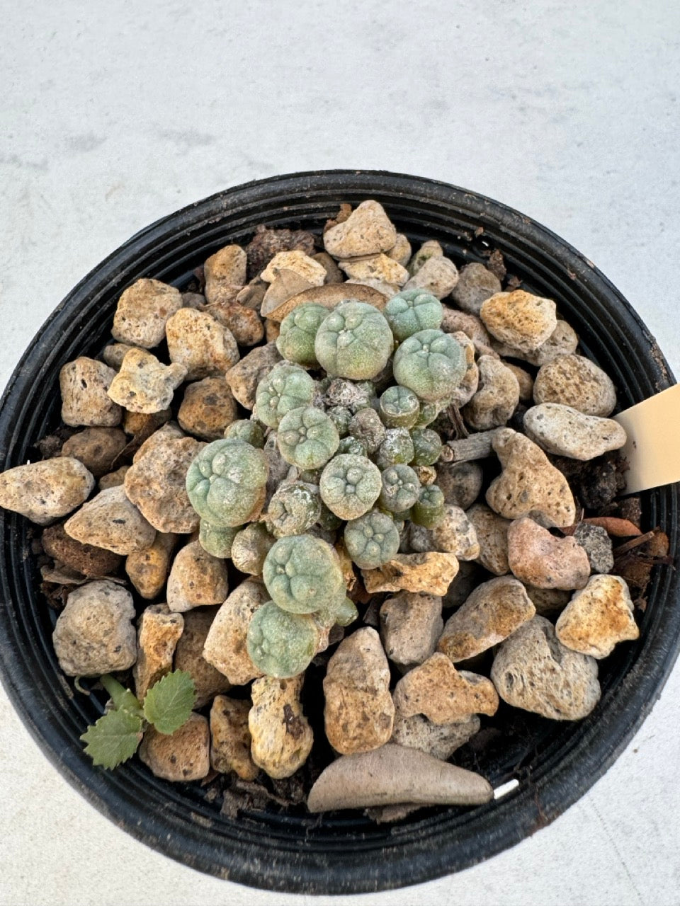 Lophophora williamsii – Peyote Cactus (6–7 cm, Own Root)