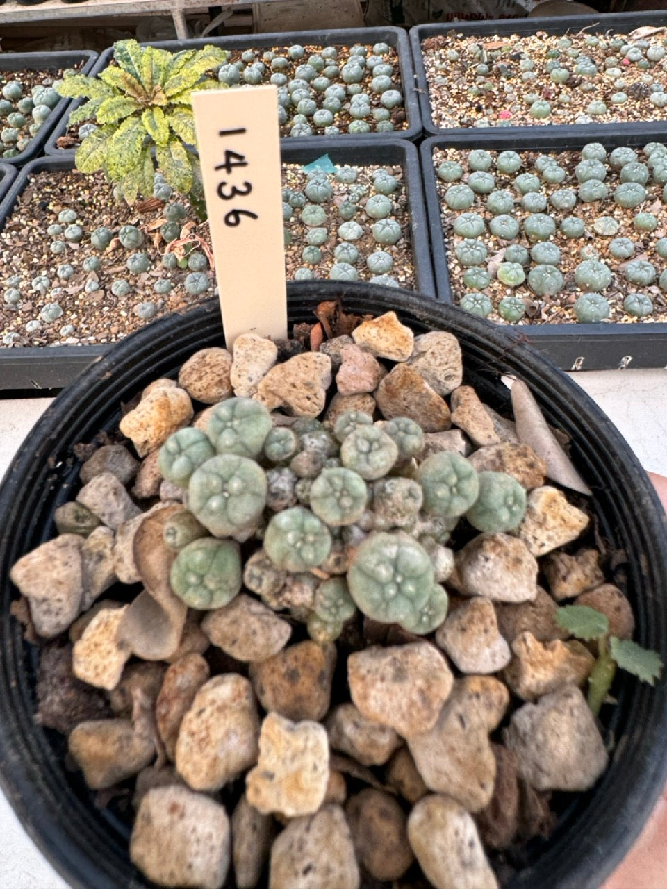 Lophophora williamsii – Peyote Cactus (6–7 cm, Own Root)