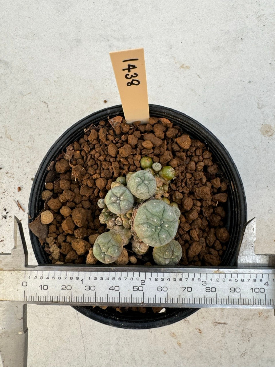Lophophora williamsii – Peyote Cactus (6–7 cm, Own Root)