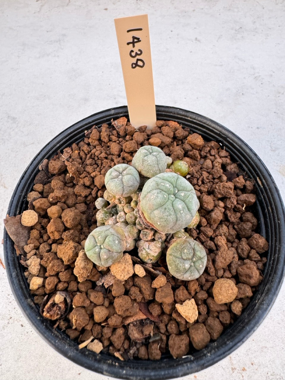Lophophora williamsii – Peyote Cactus (6–7 cm, Own Root)