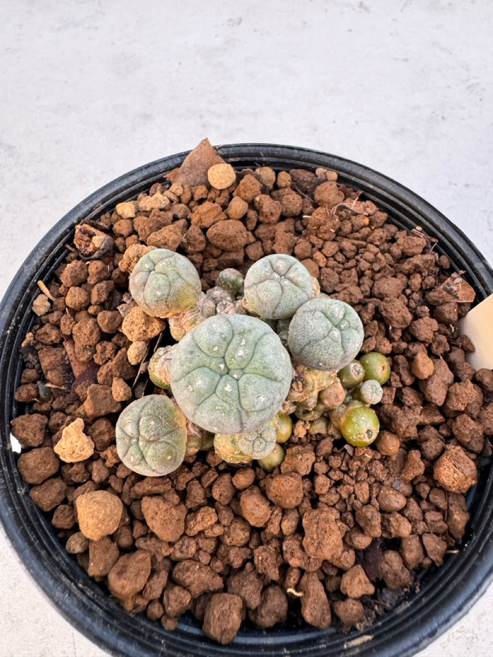 Lophophora williamsii – Peyote Cactus (6–7 cm, Own Root)