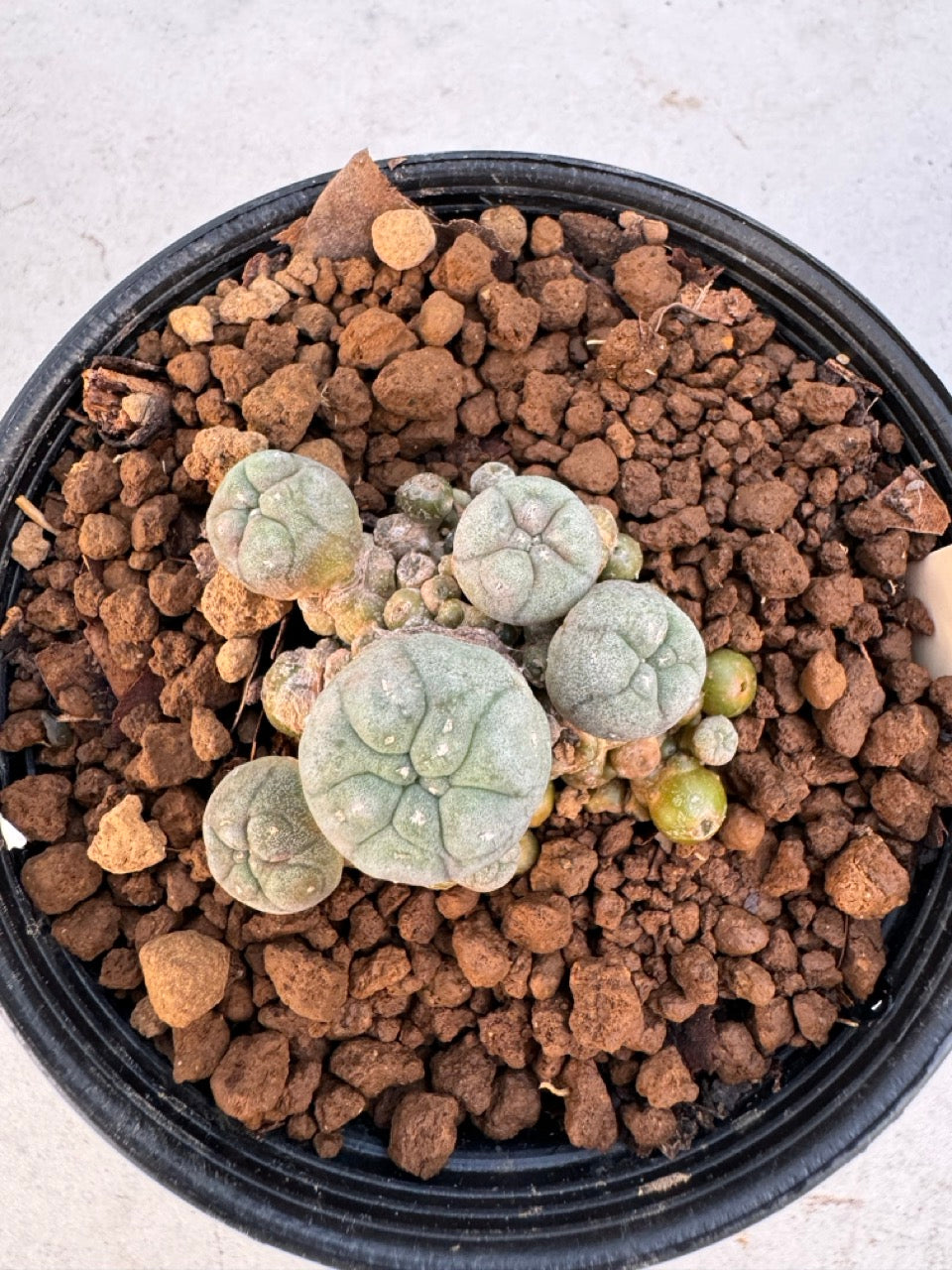 Lophophora williamsii – Peyote Cactus (6–7 cm, Own Root)