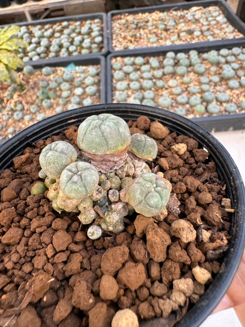 Lophophora williamsii – Peyote Cactus (6–7 cm, Own Root)