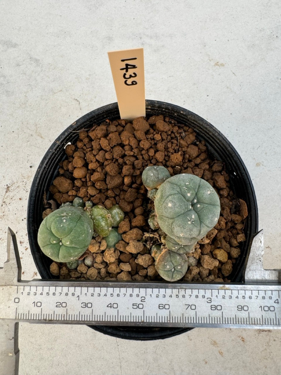 Lophophora williamsii – Peyote Cactus (6–7 cm, Own Root)