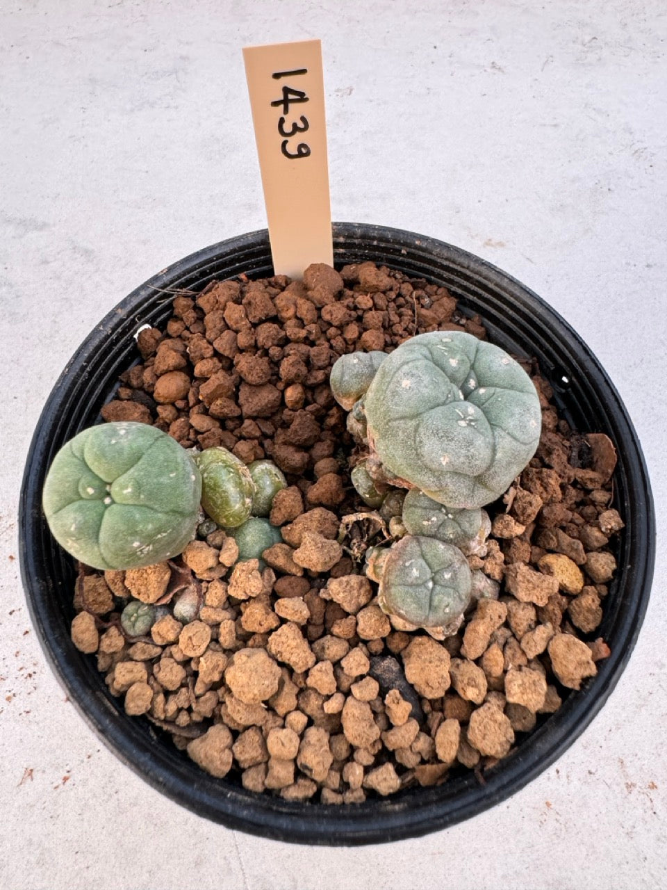 Lophophora williamsii – Peyote Cactus (6–7 cm, Own Root)