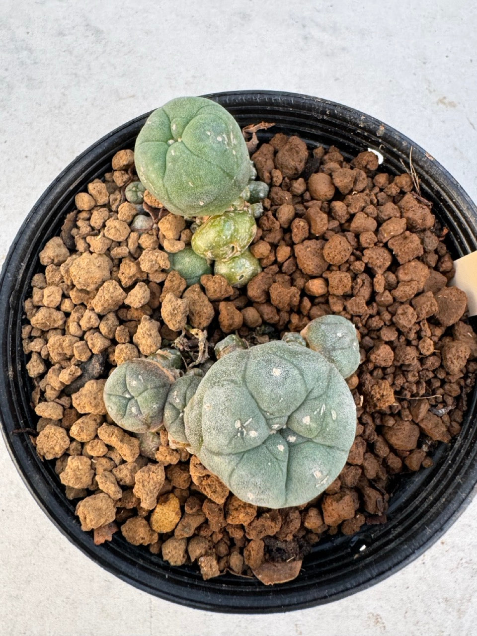 Lophophora williamsii – Peyote Cactus (6–7 cm, Own Root)