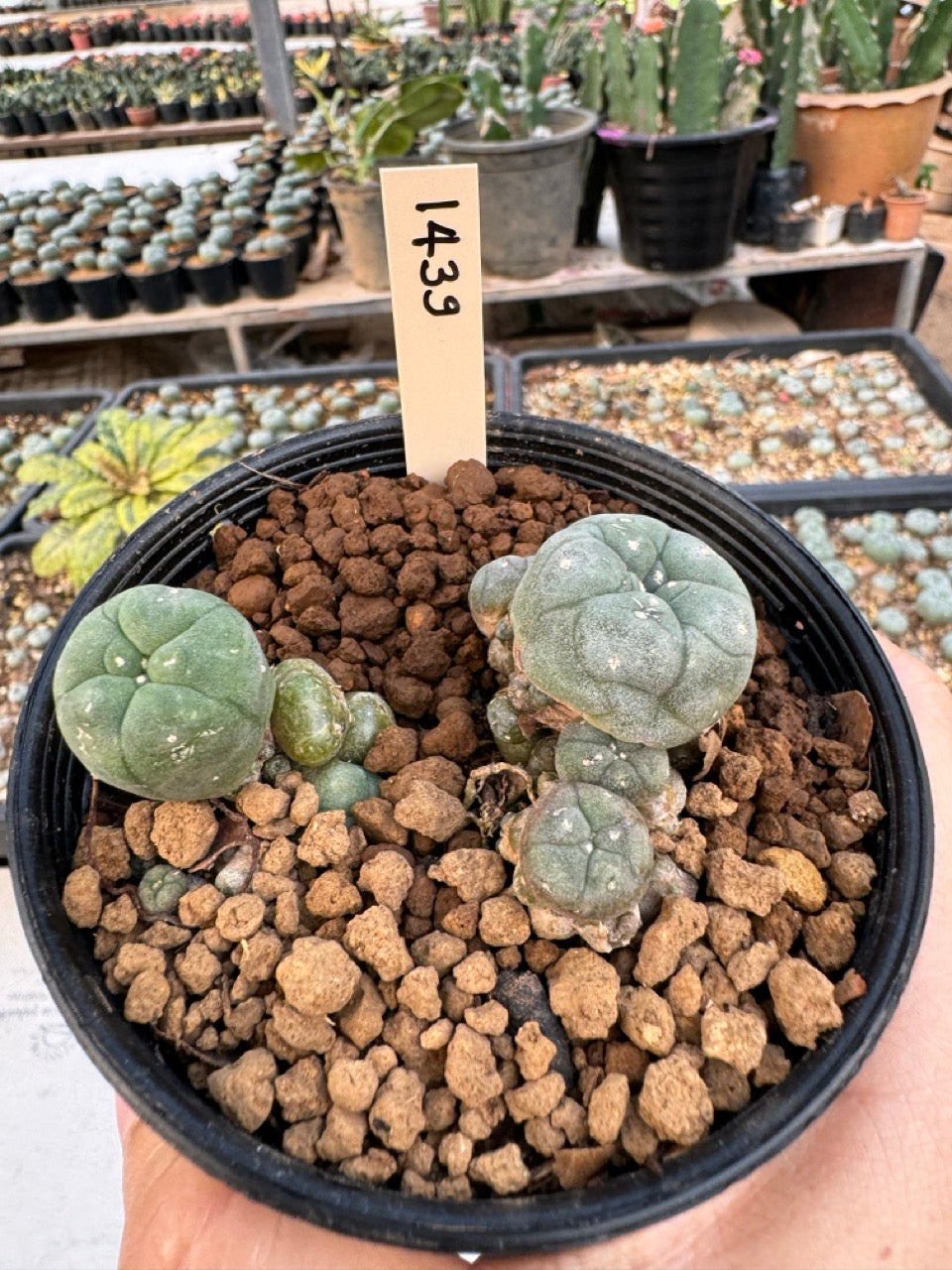 Lophophora williamsii – Peyote Cactus (6–7 cm, Own Root)