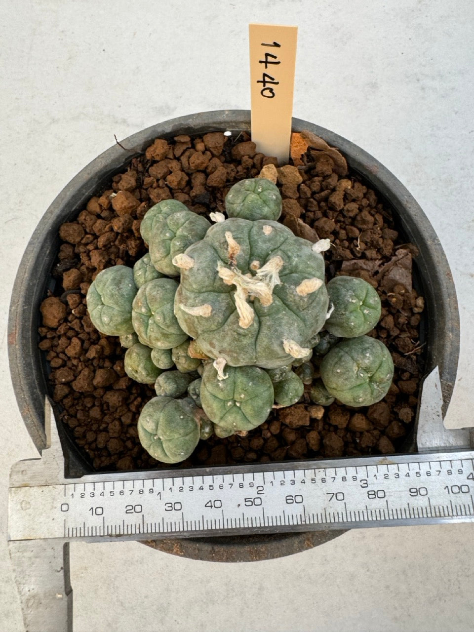Lophophora williamsii – Peyote Cactus (6–7 cm, Own Root)