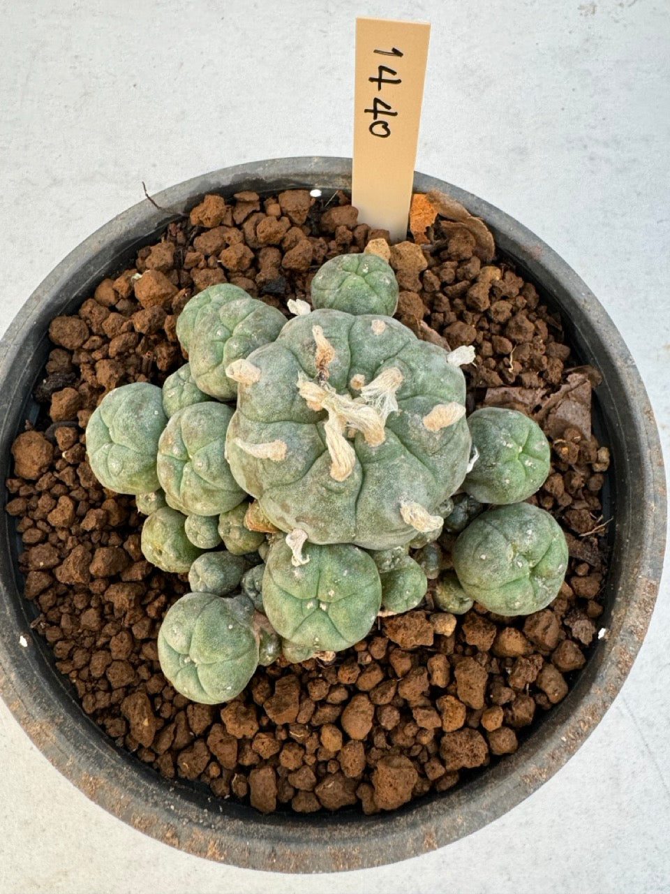 Lophophora williamsii – Peyote Cactus (6–7 cm, Own Root)