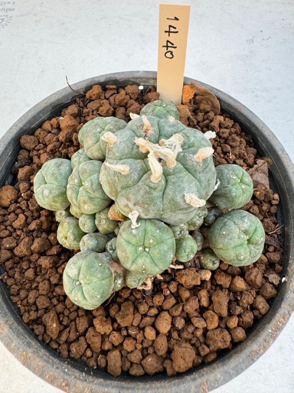Lophophora williamsii – Peyote Cactus (6–7 cm, Own Root)