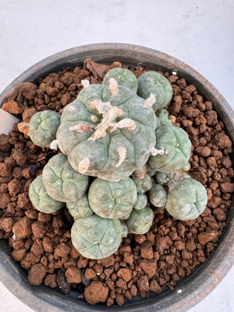 Lophophora williamsii – Peyote Cactus (6–7 cm, Own Root)
