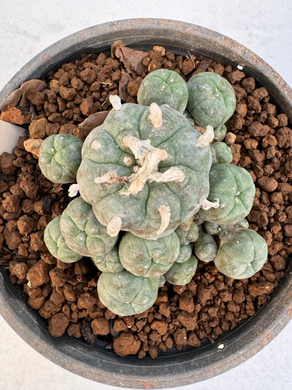 Lophophora williamsii – Peyote Cactus (6–7 cm, Own Root)