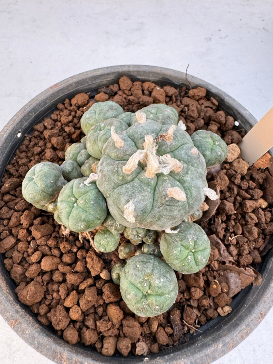 Lophophora williamsii – Peyote Cactus (6–7 cm, Own Root)