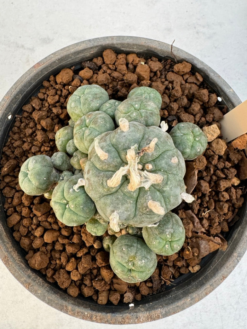Lophophora williamsii – Peyote Cactus (6–7 cm, Own Root)