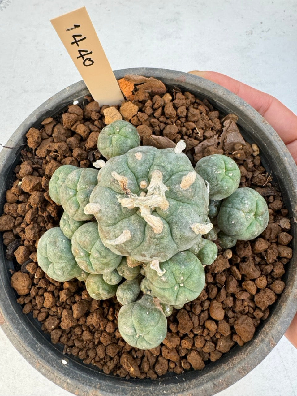 Lophophora williamsii – Peyote Cactus (6–7 cm, Own Root)