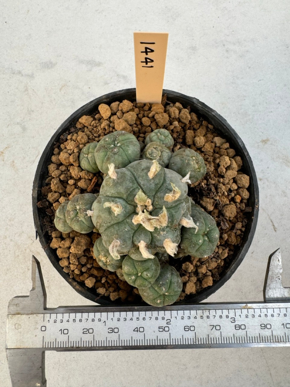 Lophophora williamsii – Peyote Cactus (6–7 cm, Own Root)