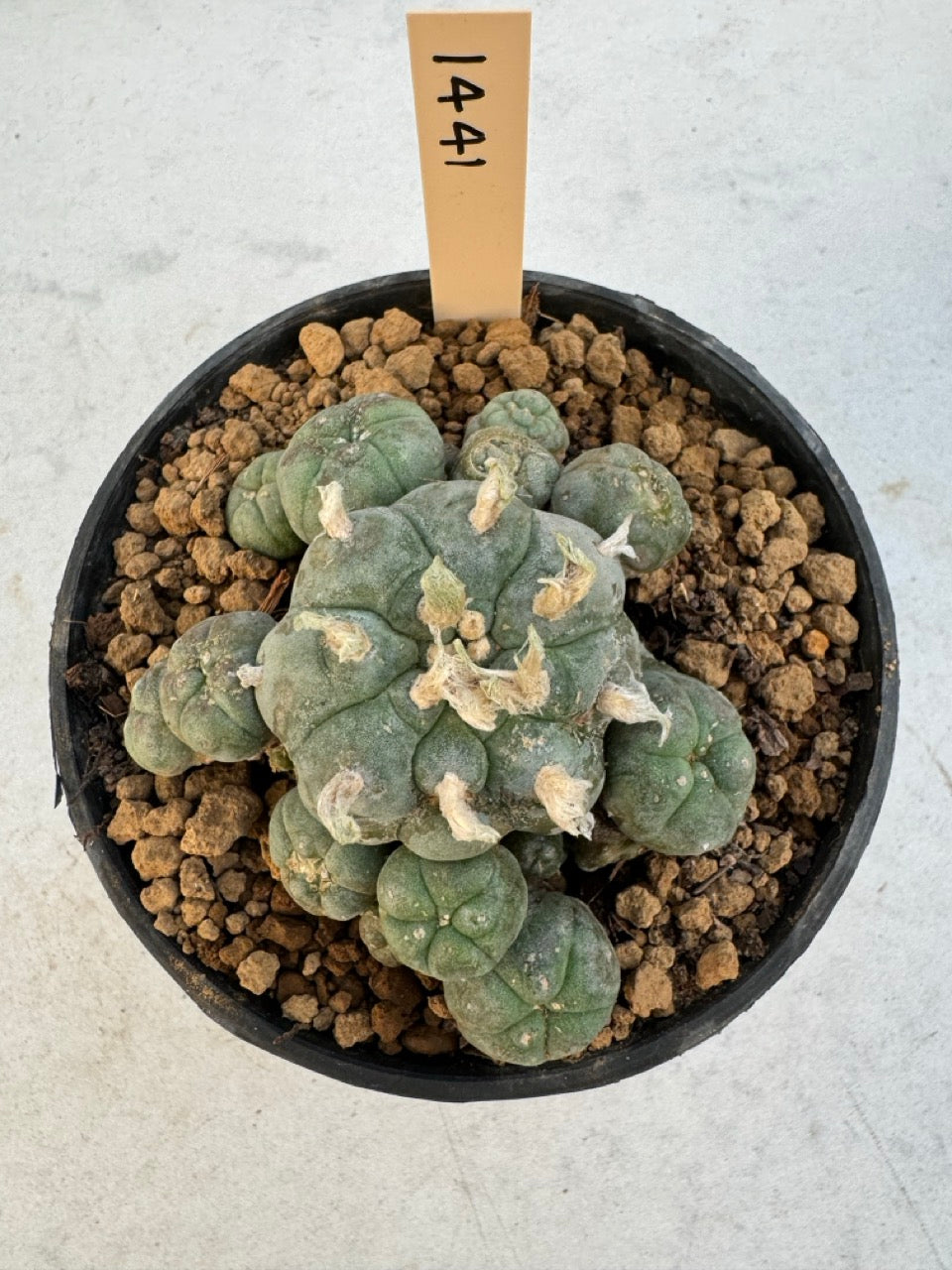 Lophophora williamsii – Peyote Cactus (6–7 cm, Own Root)