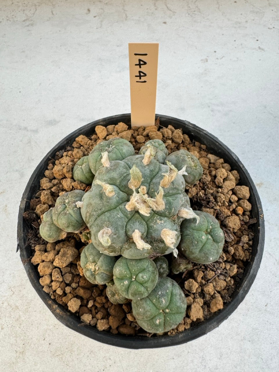 Lophophora williamsii – Peyote Cactus (6–7 cm, Own Root)