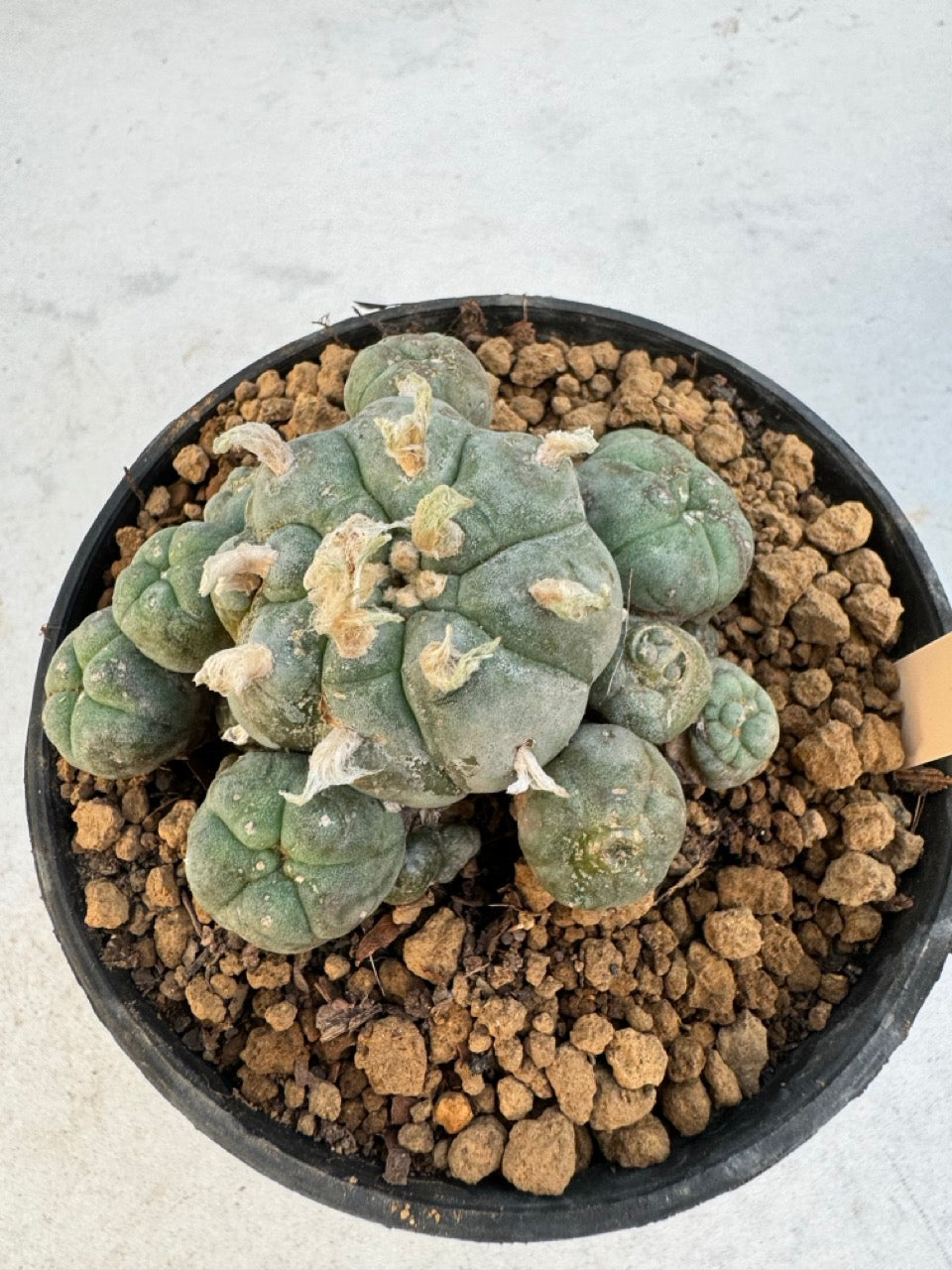 Lophophora williamsii – Peyote Cactus (6–7 cm, Own Root)