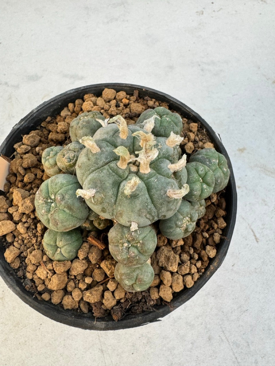 Lophophora williamsii – Peyote Cactus (6–7 cm, Own Root)