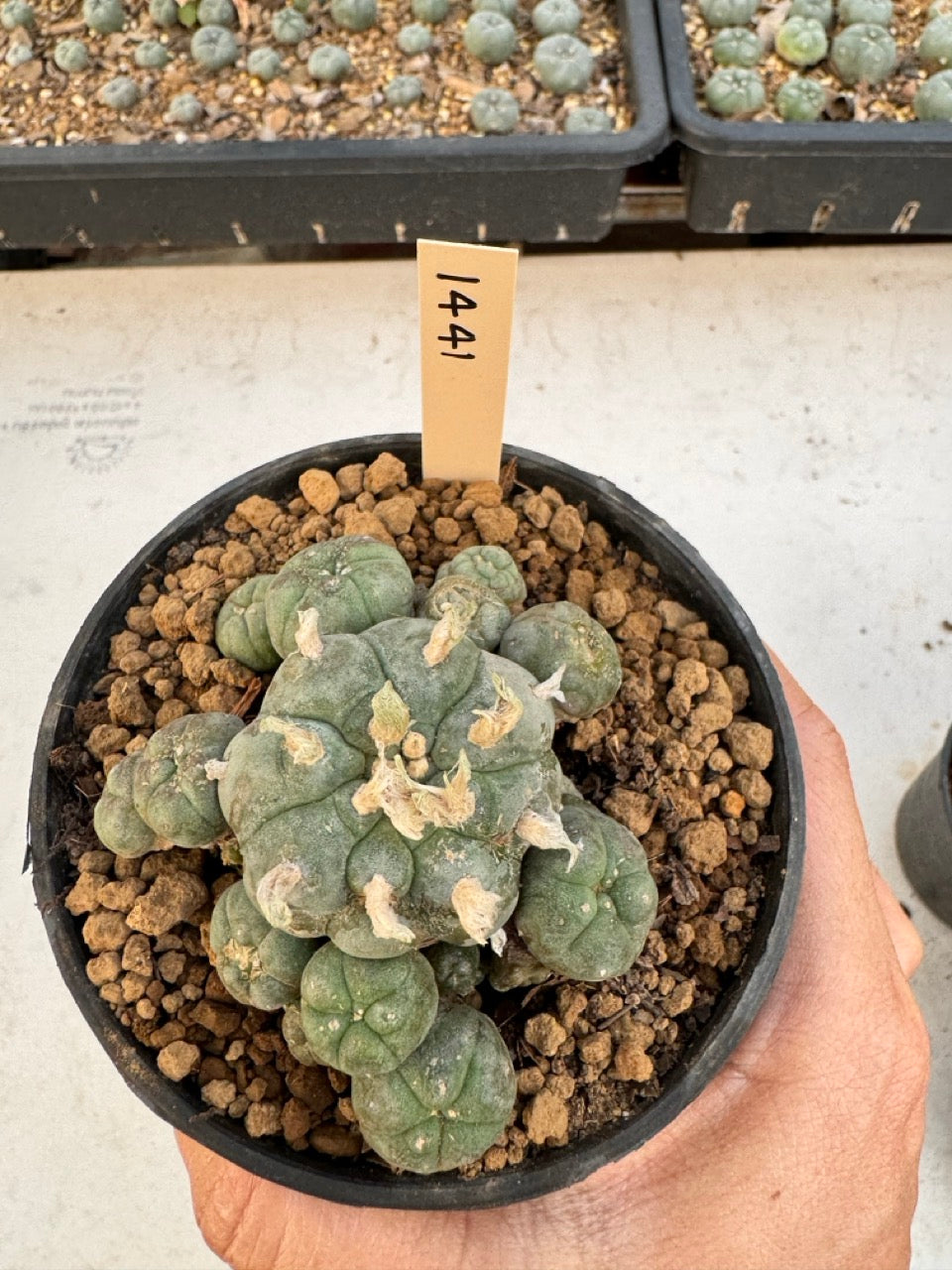Lophophora williamsii – Peyote Cactus (6–7 cm, Own Root)