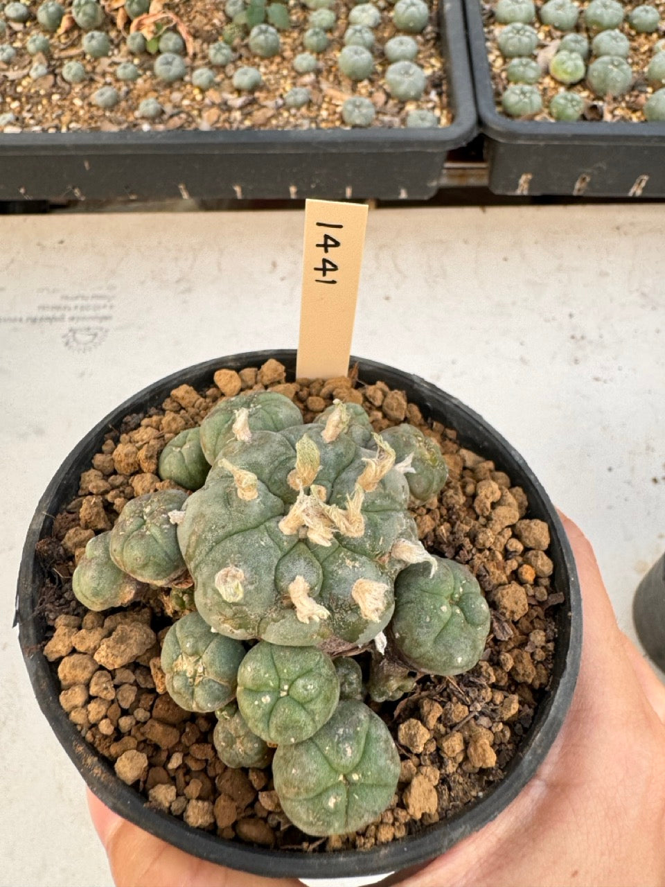 Lophophora williamsii – Peyote Cactus (6–7 cm, Own Root)