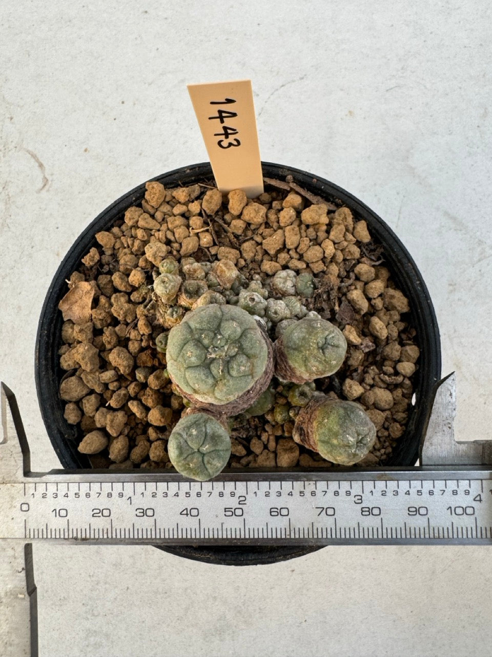 Lophophora williamsii – Peyote Cactus (6–7 cm, Own Root)