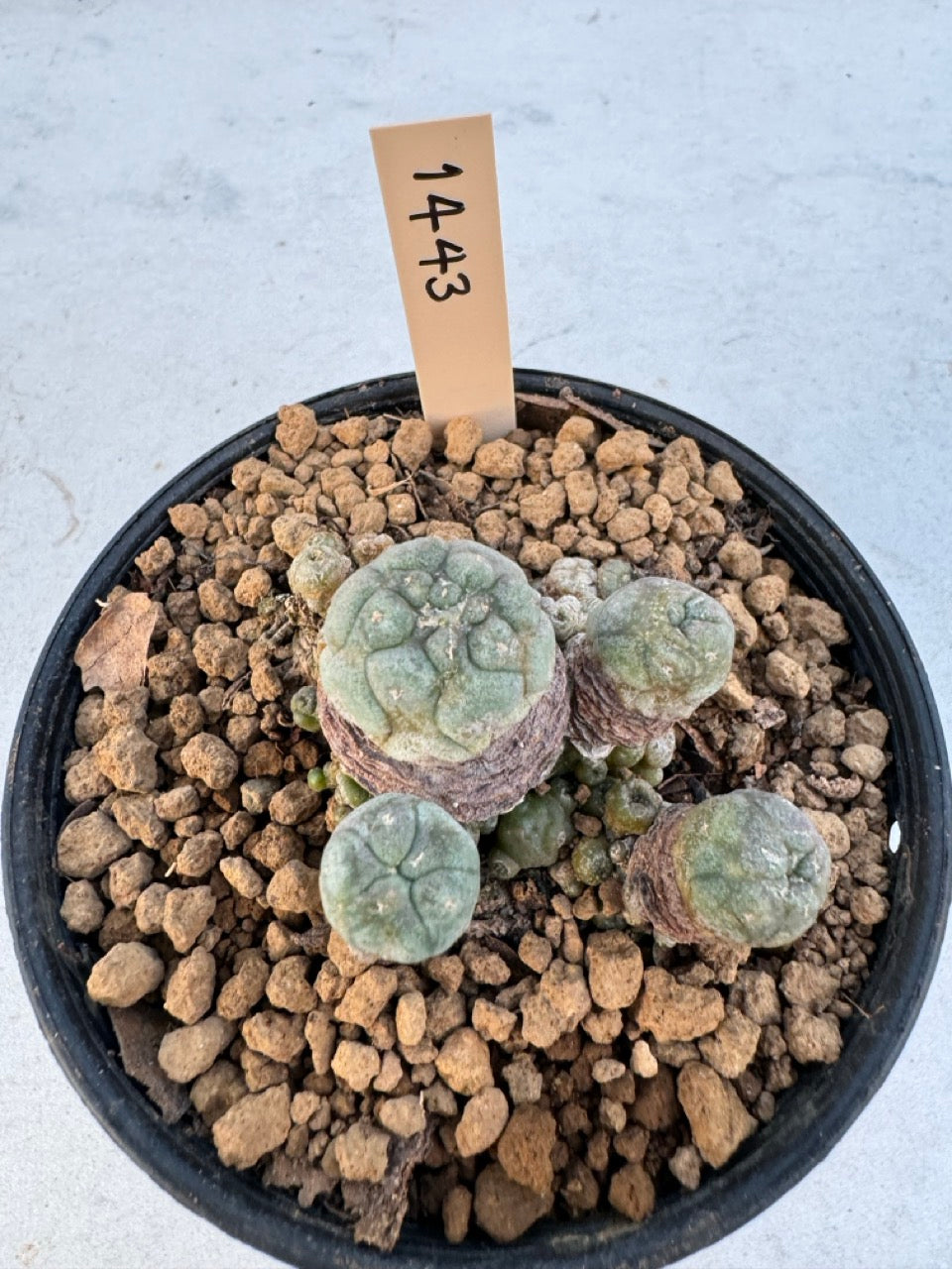 Lophophora williamsii – Peyote Cactus (6–7 cm, Own Root)