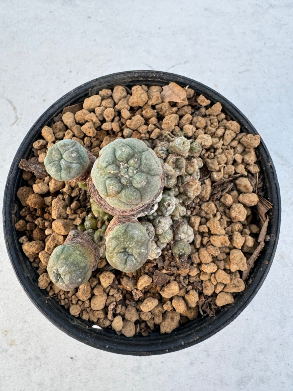 Lophophora williamsii – Peyote Cactus (6–7 cm, Own Root)
