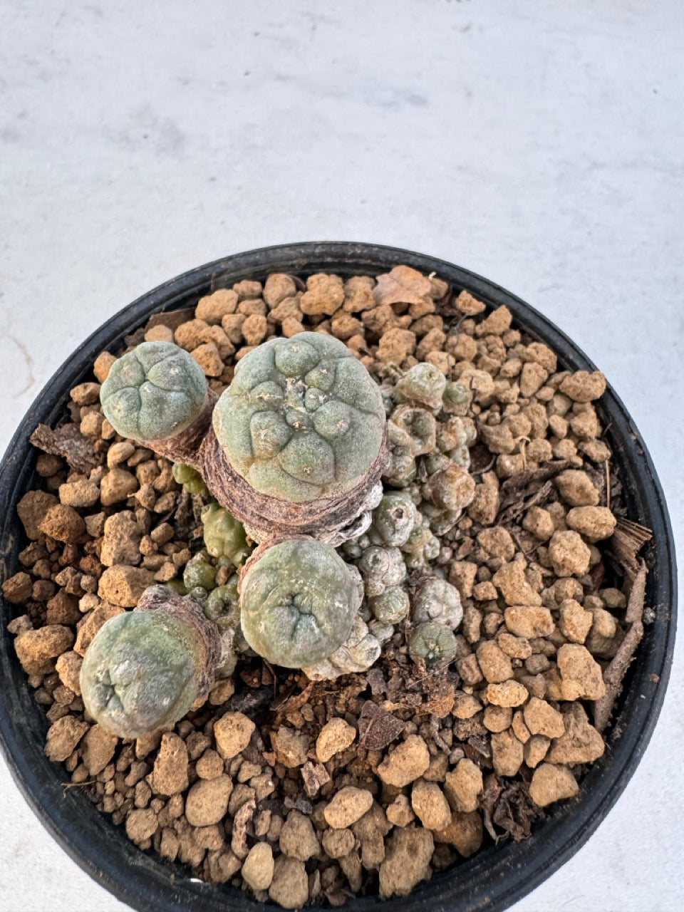 Lophophora williamsii – Peyote Cactus (6–7 cm, Own Root)