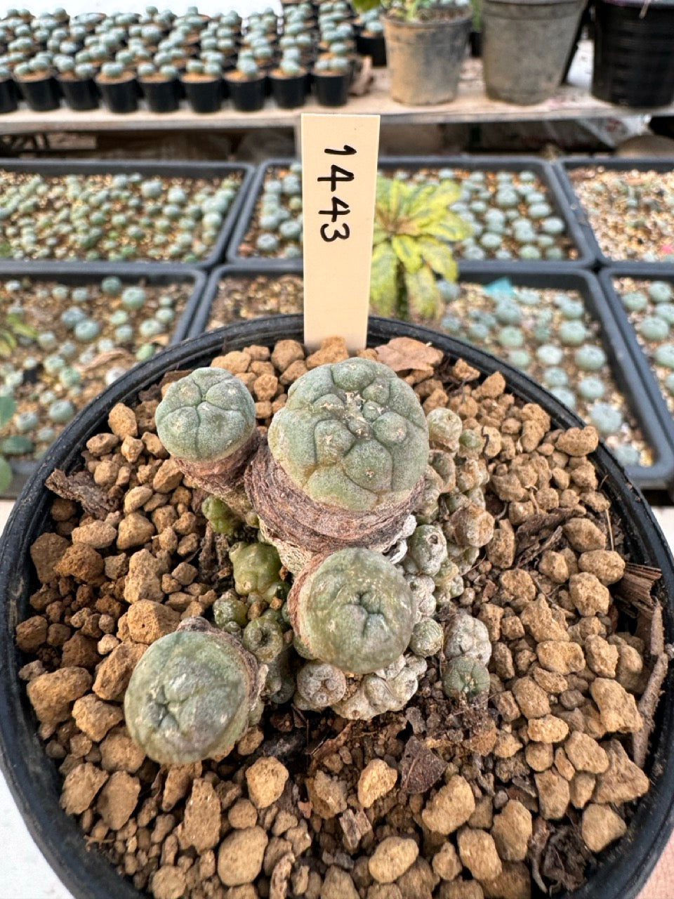 Lophophora williamsii – Peyote Cactus (6–7 cm, Own Root)