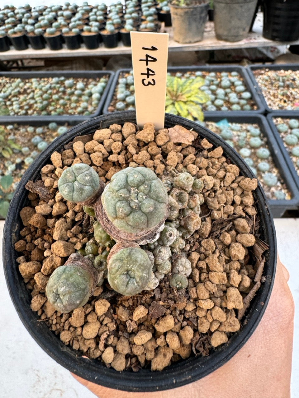 Lophophora williamsii – Peyote Cactus (6–7 cm, Own Root)