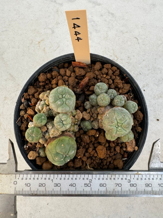 Lophophora williamsii – Peyote Cactus (6–7 cm, Own Root)