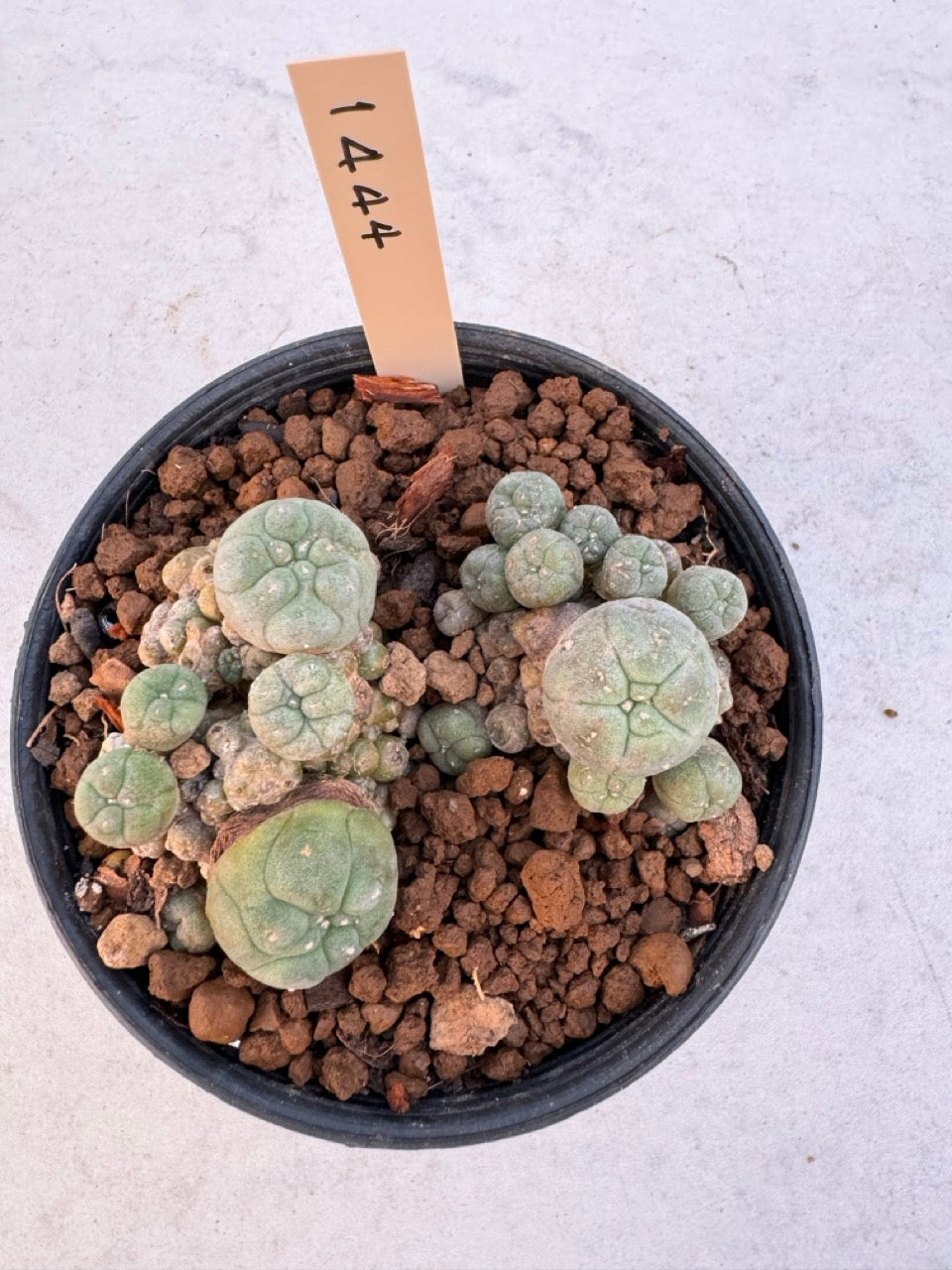 Lophophora williamsii – Peyote Cactus (6–7 cm, Own Root)