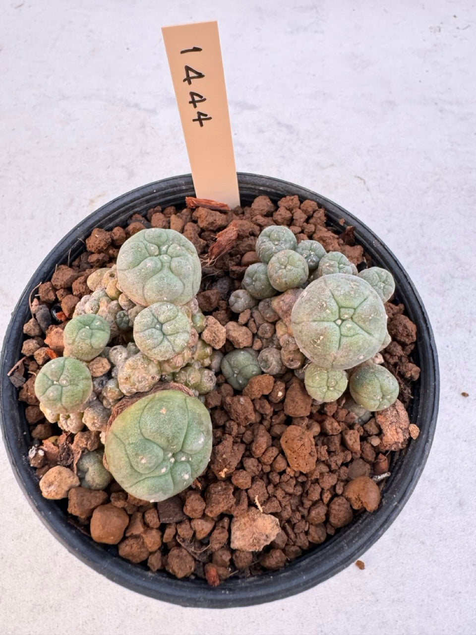 Lophophora williamsii – Peyote Cactus (6–7 cm, Own Root)