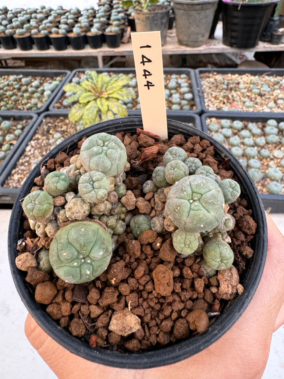 Lophophora williamsii – Peyote Cactus (6–7 cm, Own Root)