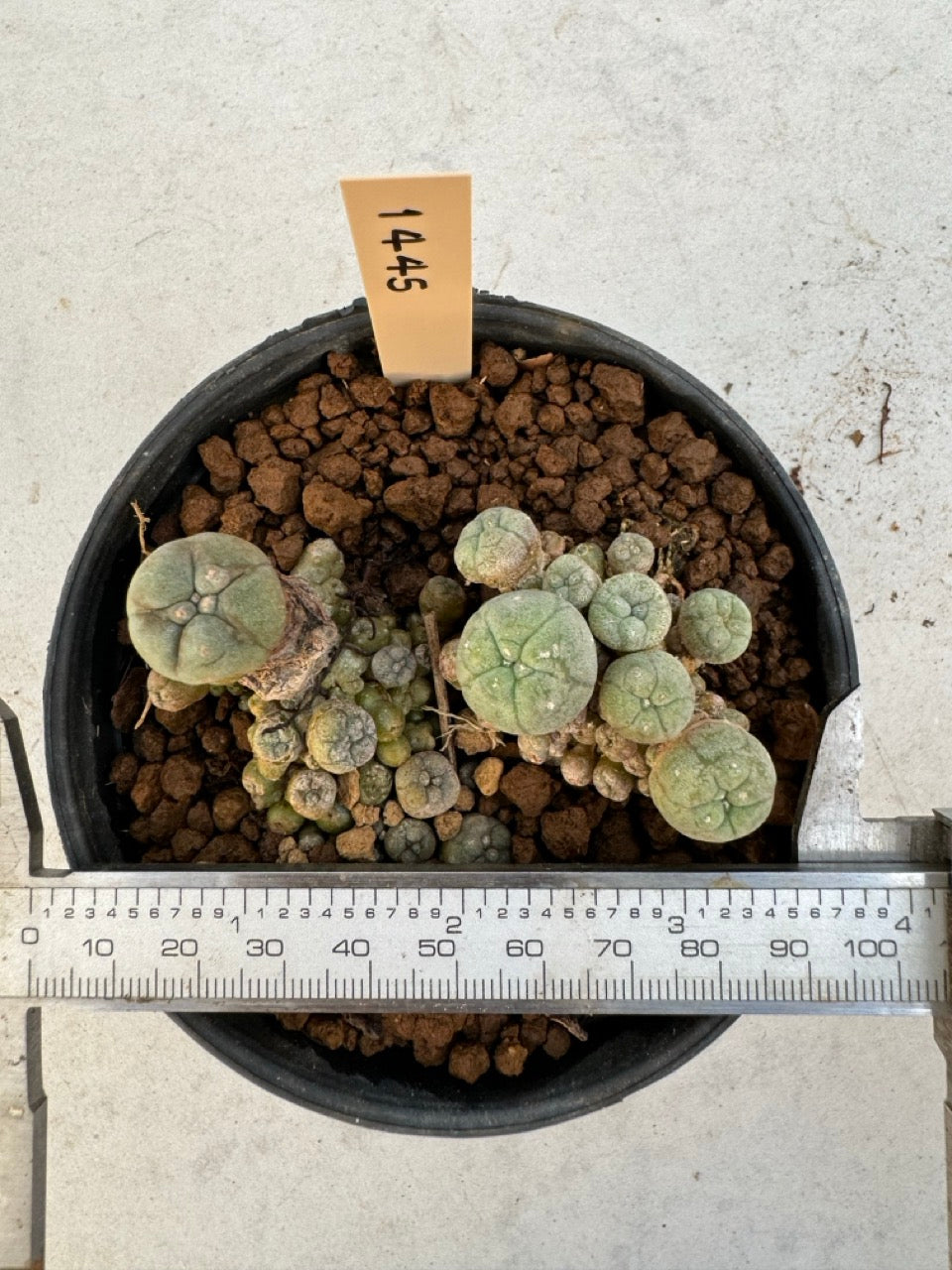 Lophophora williamsii – Peyote Cactus (6–7 cm, Own Root)
