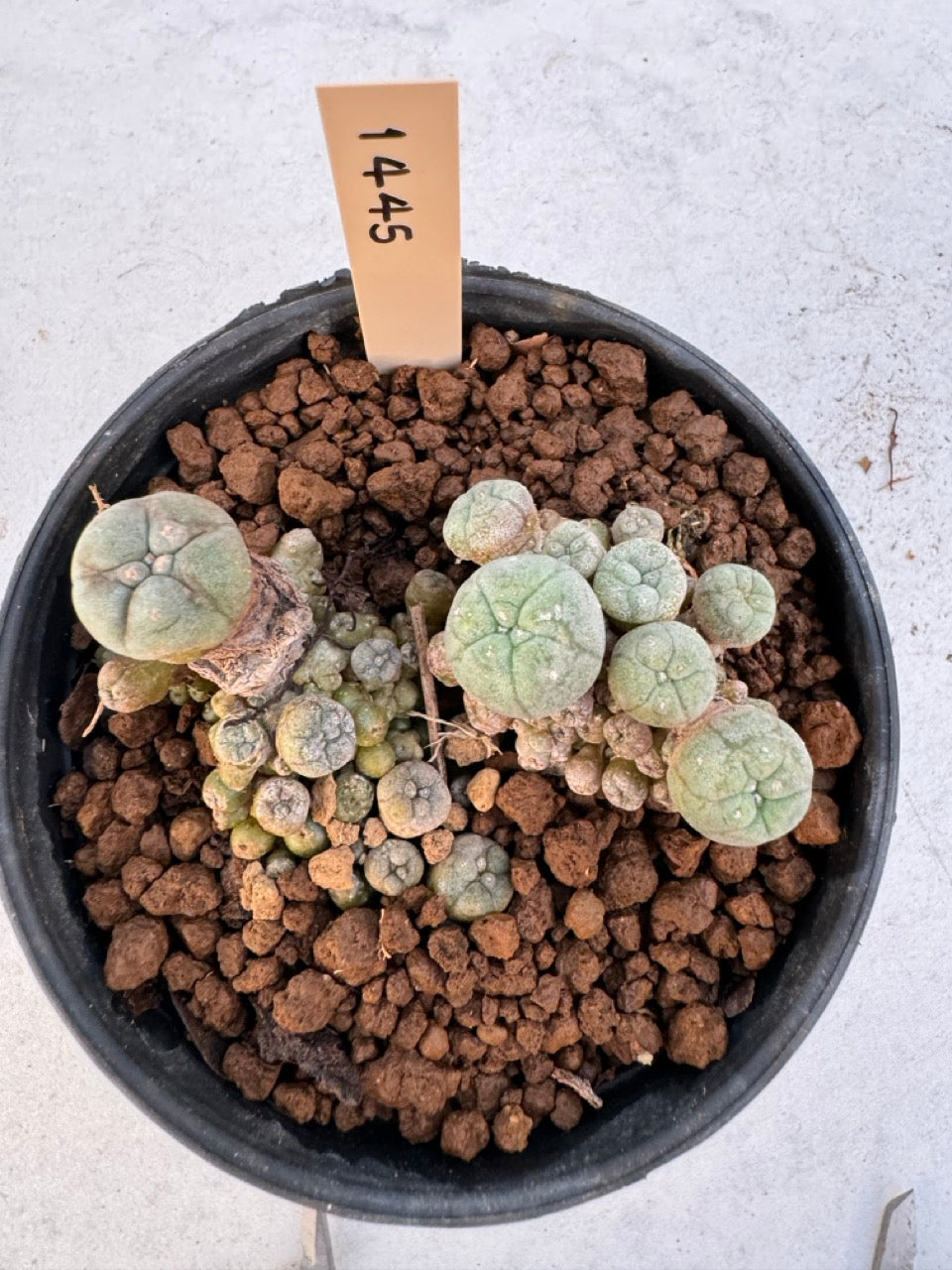 Lophophora williamsii – Peyote Cactus (6–7 cm, Own Root)